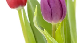 Tulips